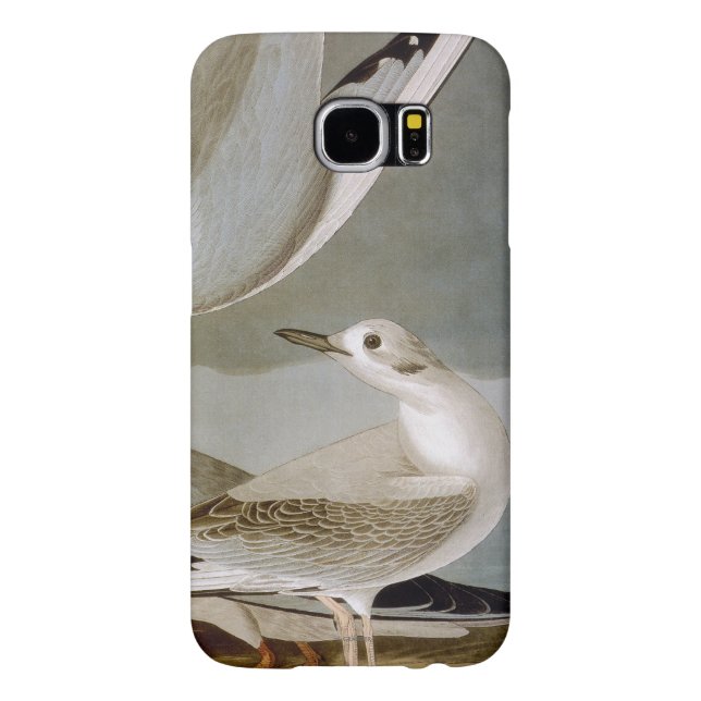 Coque Casemate Pour Samsung Galaxy Audubon : La mouette de Bonaparte (Dos)