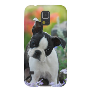 Coque Pour Samsung Galaxy S5 Photo mignonne de chiot de chien de Boston