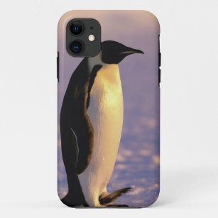 Coque iPhone 11 L'Antarctique, territoire antarctique australien,