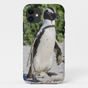Coque iPhone 11 Pingouin africain, autrefois connu sous le nom