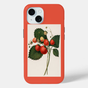 Coque iPhone 15 Illustration vintage de fraise de Boston Pine