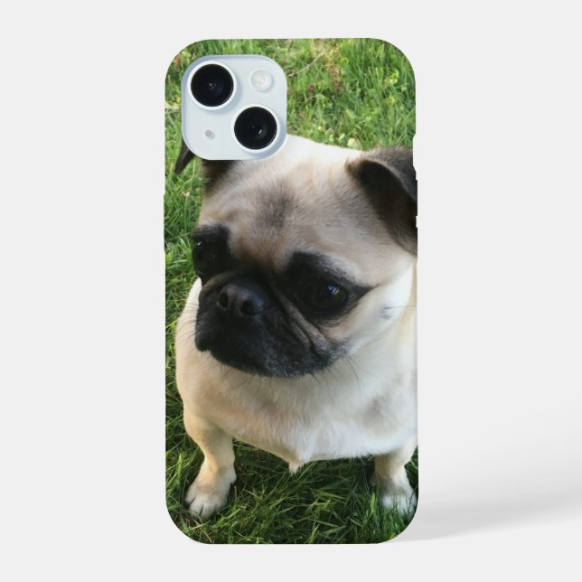 Coque iPhone 15 Photo de chiot Carlin (Verso)