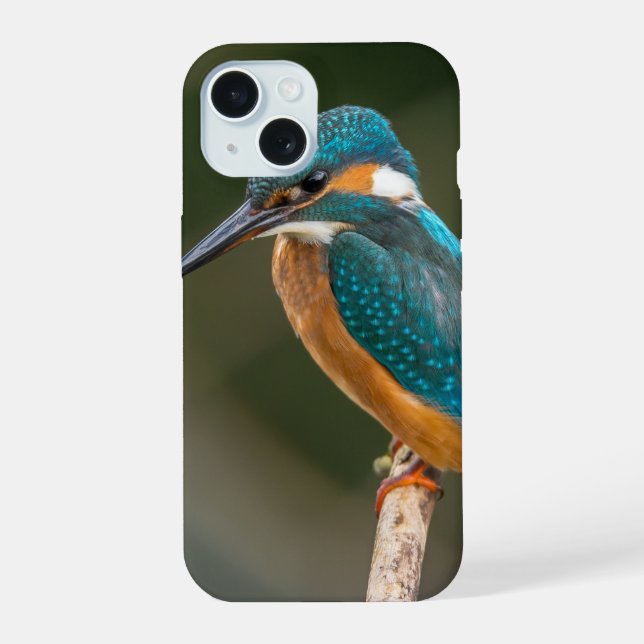 Coque iPhone 15 Photo de profil d'Alcédinidé (Verso)