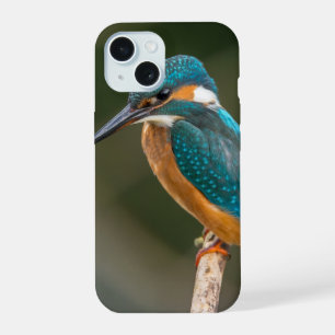 Coque iPhone 15 Profil de Kingfisher