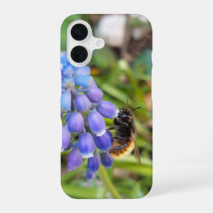 Coque iPhone 16 Abeille sur Muscari Armeniacum, Muscari d'Arménie