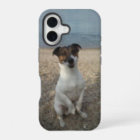 Capo von Oppenheim, Jack Russell Terrier Chien