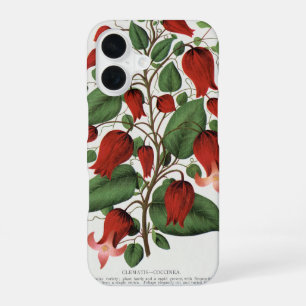 Coque iPhone 16 Clematis Coccinea Vintage Fleur Rouge Art