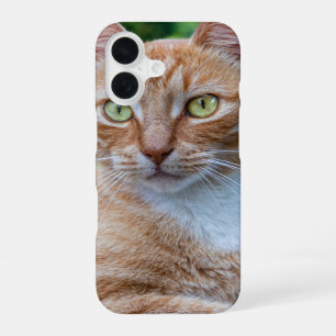 Coque iPhone 16 Douce petite minette