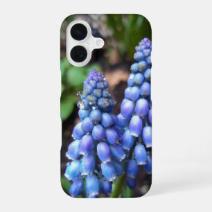 Coque iPhone 16 Muscari Armeniacum, Hyacinthe aux raisins avec Rai