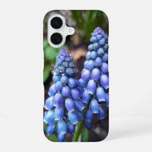 Coque iPhone 16 Muscari Armeniacum, Jacinthe des vignes avec goutt