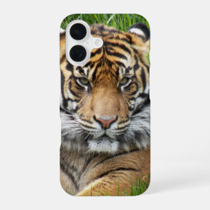 Coque iPhone 16 Photo de la faune du tigre de Sumatran