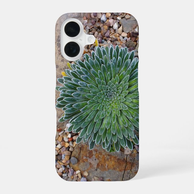 Coque iPhone 16 plante succulente du désert (Verso)
