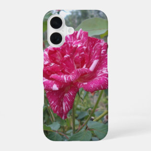 Coque iPhone 16 Rose élégante rayée de rose et de blanc,