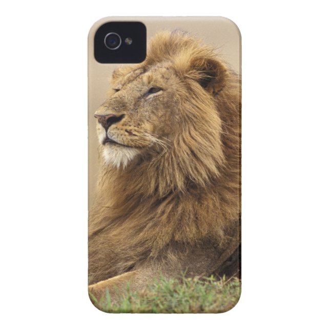 Coque iPhone 4 Case-Mate Le Kenya, masai Mara. Lion de mâle adulte sur le (Dos)