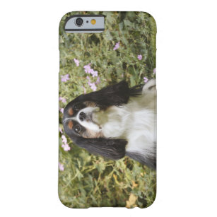 Coque iPhone 6 Barely There Épagneul cavalier tricolore du Roi Charles sur
