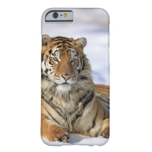 Coque iPhone 6 Barely There Tigre sibérien, altaica du Tigre de Panthera,