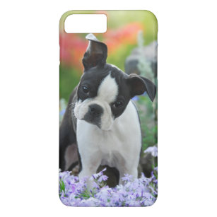 Coque iPhone 7 Plus Chiot de chien de Boston Terrier