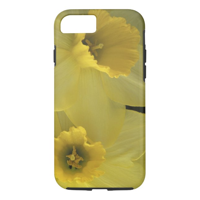 Coque iPhone 7 USA, Utah, Cache Valley Daffodils (Dos)