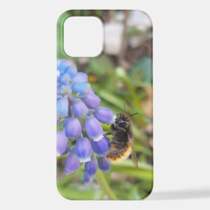 Coque iPhone 12 Abeille sur Muscari Armeniacum, Grape Hyacinth