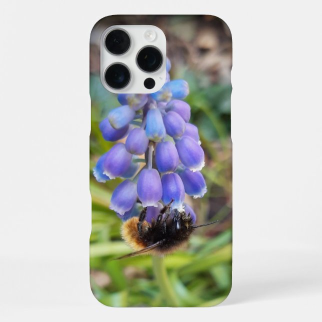 Coque iPhone Abeille sur Muscari Armeniacum, Grape Hyacinth (Verso)