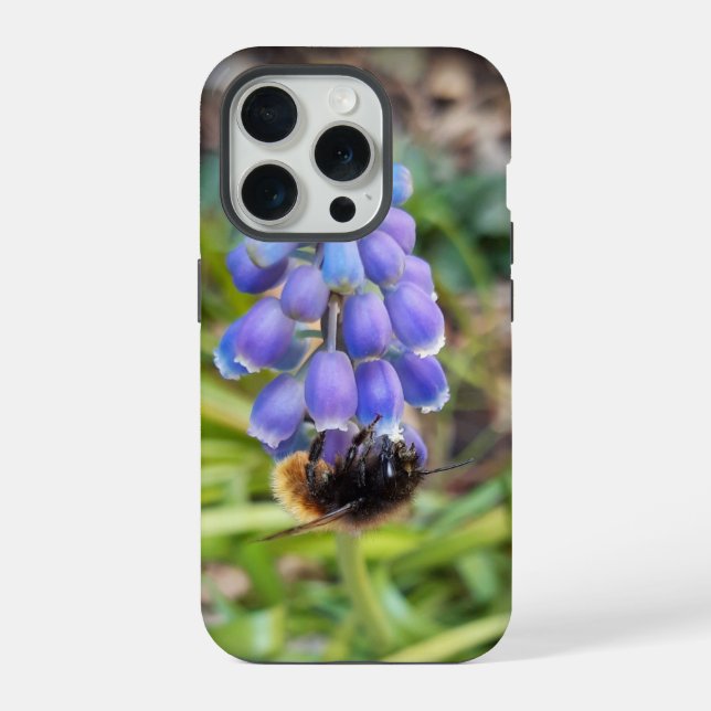 Coque iPhone Abeille sur Muscari Armeniacum, Grape Hyacinth (Verso)