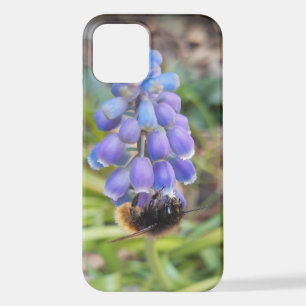 Coque iPhone 12 Abeille sur Muscari Armeniacum, Grape Hyacinth