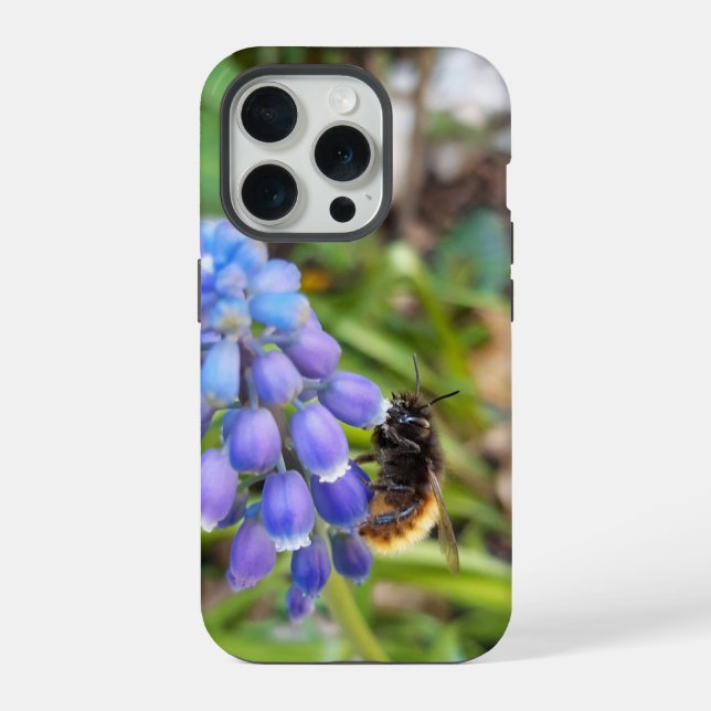 Coque iPhone Abeille sur Muscari Armeniacum, Grape Hyacinth (Verso)