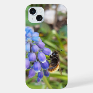 Coque iPhone 15 Plus Abeille sur Muscari Armeniacum, Grape Hyacinth