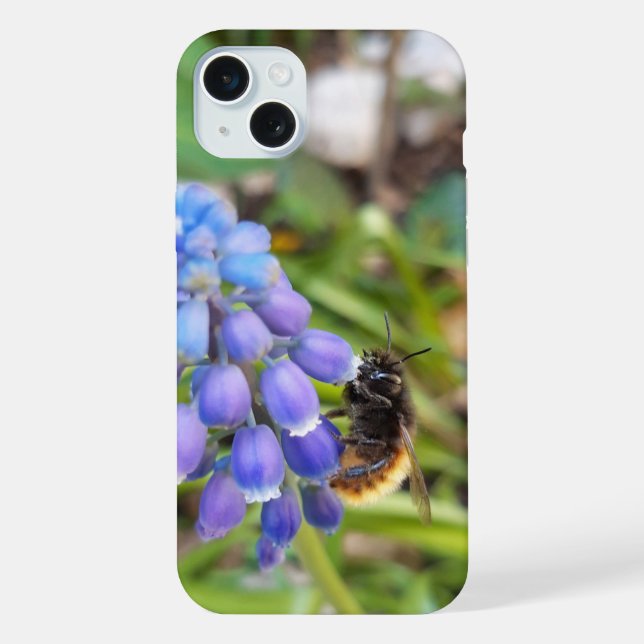 Coque iPhone Abeille sur Muscari Armeniacum, Grape Hyacinth (Verso)