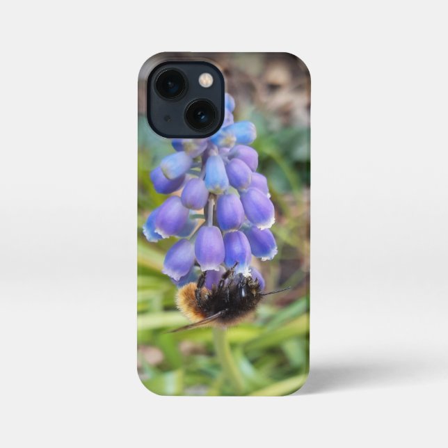 Coque iPhone Abeille sur Muscari Armeniacum, Grape Hyacinth (Verso)