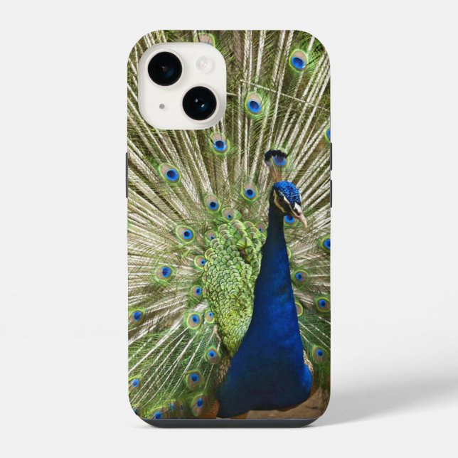 Coque iPhone Affichage de paon (Verso)
