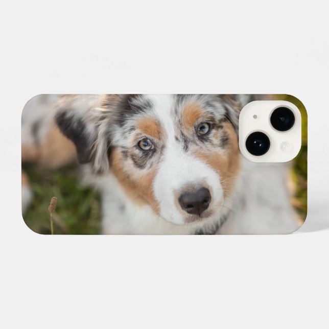 Coque iPhone Animaux de bébés cutest | Australian Shepherd Pupp (Verso Horizontal)