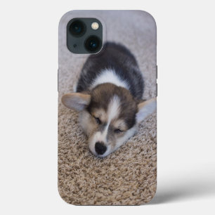 Etui iPhone 13 Animaux de bébés cutest   Corgi Chiot sur Shag Rug