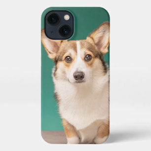 Etui iPhone 13 Animaux de bébés cutest   Corgi sur Turquoise