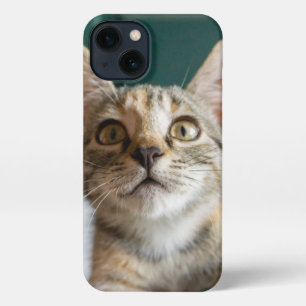 Etui iPhone 13 Animaux de bébés cutest   Cute Tabby Kitten