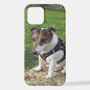 Coque iPhone 12 Capo von Oppenheim Jack Russell Terrier, Chien