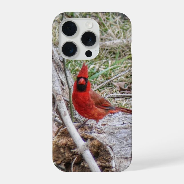 Coque iPhone Cardinal vibrant (Verso)