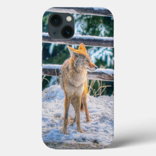 Etui iPhone 13 Chasse au coyote dans la neige dans un ranch - Pho