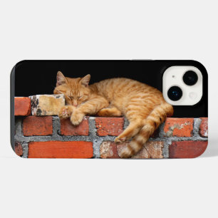 Chat endormi sur un mur de briques