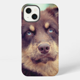 Etui iPhone 13 Chien, berger australien, Animal de compagnie