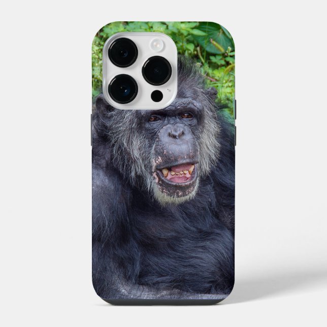 Coque iPhone Chimpanzé gros (Verso)