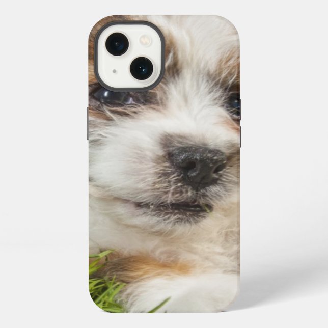 Coque iPhone Chiot mignon (Shitzu) (Verso)