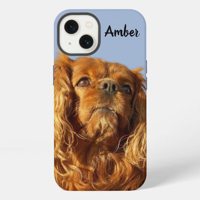 Coque iPhone Chiots Cavalier King Charles Spaniel Ruby Bleu (Verso)