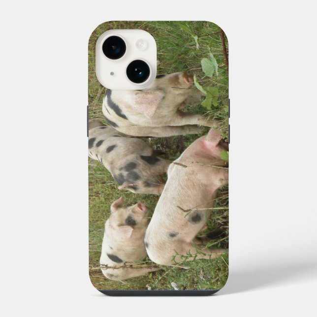 Coque iPhone Cochons dans un champ (Verso)
