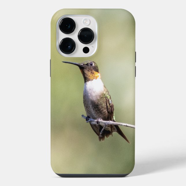 Coque iPhone Colibri à gorge rubis (Verso)