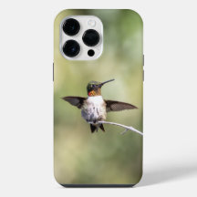 Colibri à gorge rubis