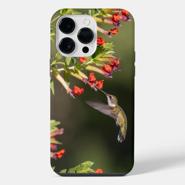 Coque iPhone Colibri à gorge rubis (Verso)