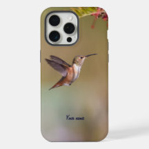 Colibri d'Allen