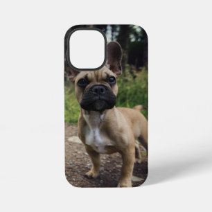 Coque iPhone 12 Mini Coussin de lancer bouledogue français