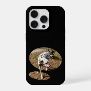 Coque iPhone 15 Pro Dalmatien sortant du cadre de la fenêtre,